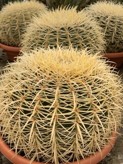 Coussin de belle-mère - ECHINOCACTUS 'grusonii' - Petit arbre