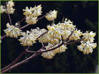 Edgeworthia