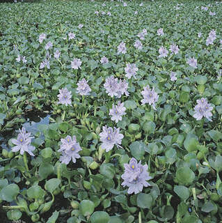 Eichhornia crassipes