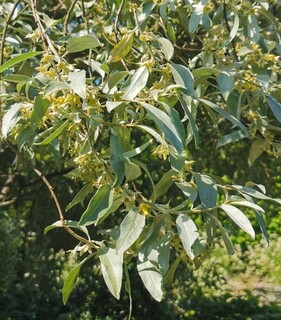 Olivier de Bohême - ELAEAGNUS angustifolia - Petit arbre