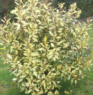 ELAEAGNUS x ebbingei ‘Limelight’