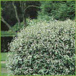 Elaeagnus-x-ebbingei