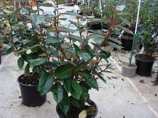 Chalef - ELAEAGNUS ebbingei - Arbuste