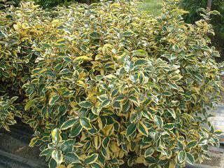 Chalef panaché - ELAEAGNUS ebbingei 'Gilt hedge' - Arbuste