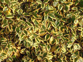 ELEAGNUS ebengei gilt hedge