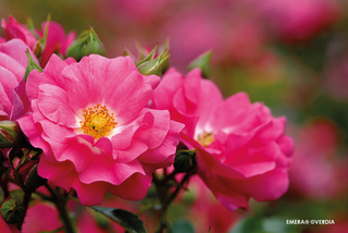 Rosier paysager décorosier - ROSIER 'Emera' - Rosier