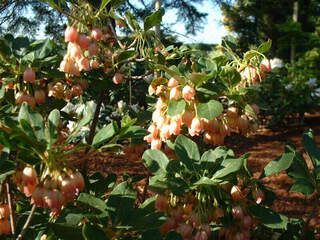 Andromède campanulée - ENKIANTHUS campanulatus - Arbuste