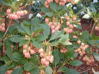 ENKIANTHUS CAMPANULATUS 6 4 5