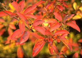 ENKIANTHUS CAMPANULATUS 