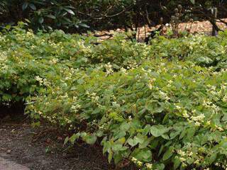 Fleur des elfes - EPIMEDIUM versicolor 'Sulphureum' - Vivace