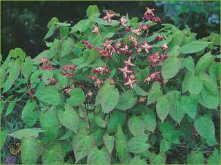 Fleur des elfes - EPIMEDIUM rubrum - Vivace