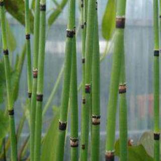 Equisetum americanum