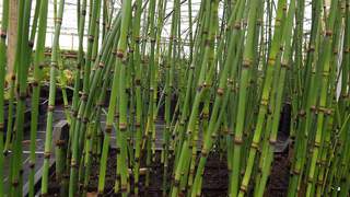 Prêle d'hiver - EQUISETUM hyemale - Vivace