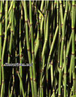 Equisetum japonicum