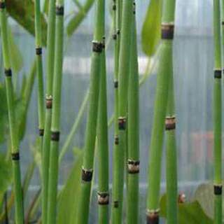 gramineés_equisetum_americanum