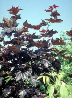 Erable plane 'Crimson King' - ACER platanoides 'Crimson King' - Arbre