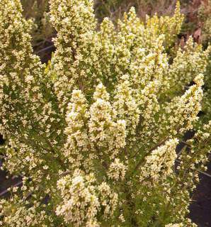 Erica arborea Estrella Gold