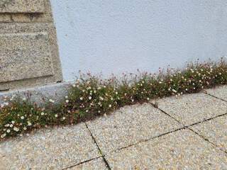 Erigeron karvinskianus (2)