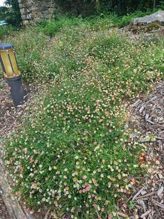 Erigeron karvinskianus