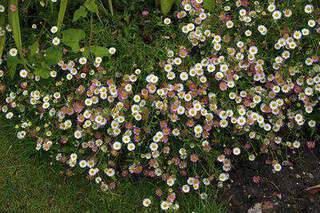 Erigeron - ERIGERON karvinskianus - Vivace