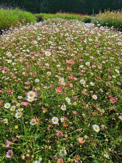 Erigeron - ERIGERON karvinskianus - Vivace