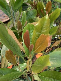 Néflier d' ornement - ERIOBOTRYA 'Coppertone' - Arbuste