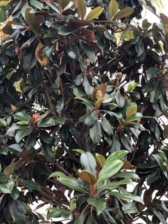 Néflier du japon - ERIOBOTRYA japonica - Petit arbre
