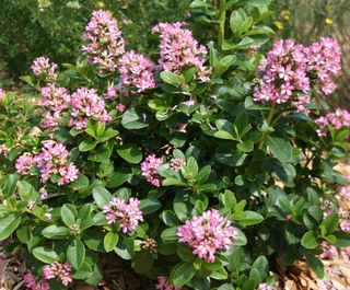 Escallonia Pink Elle