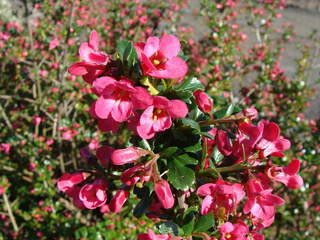 ESCALLONIA 'Pride of Donard'