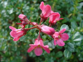 Escallonia - ESCALLONIA 'Pride of donard' - Arbuste