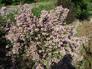 Escallonia - ESCALLONIA 'Apple blossom' - Arbuste