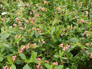 ESCALLONIA macrantha 'Rosea'