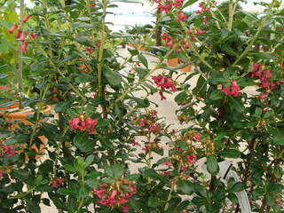 ESCALLONIA macrantha 'Rubra'