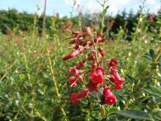 Escallonia - ESCALLONIA macrantha 'Rubra' - Arbuste