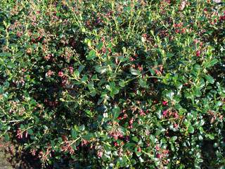 ESCALLONIA 'Pennick variety'