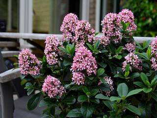 Escallonia - ESCALLONIA laevis 'Pink Elle'® - Arbuste
