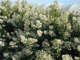 Escallonia - ESCALLONIA iveyi - lot de 15 plants - Arbuste