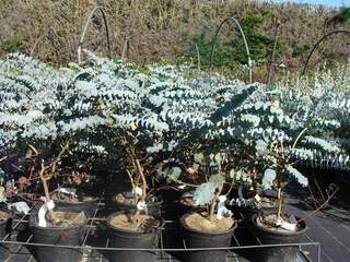 Eucalyptus petit - EUCALYPTUS pulverulenta 'Baby Blue' - Petit arbre
