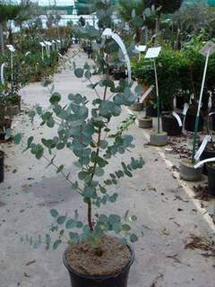 EUCALYPTUS gunny