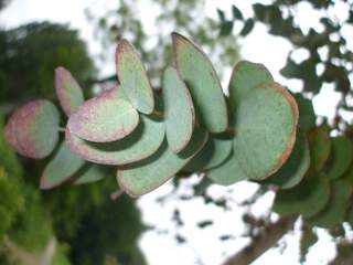 Eucalyptus - EUCALYPTUS gunnii - Arbre