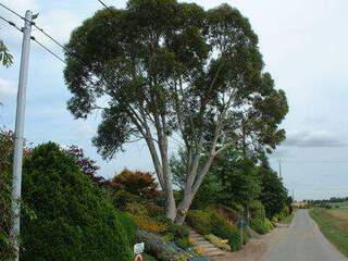 Eucalyptus - EUCALYPTUS niphophila - Arbre