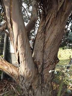 EUCALYPTUS parviflora 'tronc'