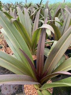 Fleur d'ananas - EUCOMIS x purple reign® - Bulbe