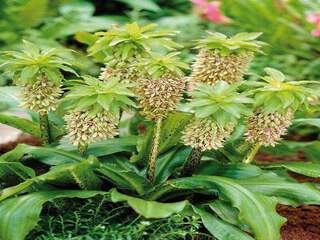 Eucomis Bicolor