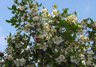 Eucryphia - EUCRYPHIA intermedia 'Rostrevor' - Arbuste