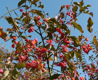 EUONYMUS europaeus
