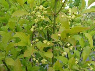 Fusain d'Europe - EUONYMUS europaeus - Arbuste