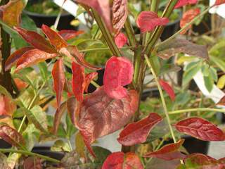 EUONYMUS europeaus