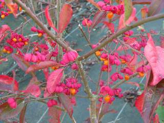 Fusain d'Europe - EUONYMUS europaeus 'Red cascade' - Arbuste