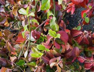 Fusain - EUONYMUS fortunei 'Dark blancket' - Arbuste